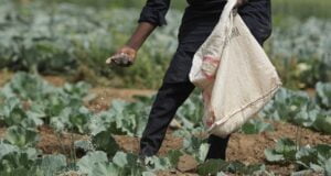 Food Security: Bayelsa Govt. Approves Farming Days For Civil Servants. A farmer applies fertiliser on cabbages at a farm