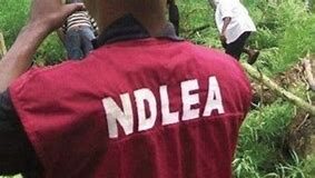 How NDLEA Intercepted Truck Load of Cannabis OIP (3)
